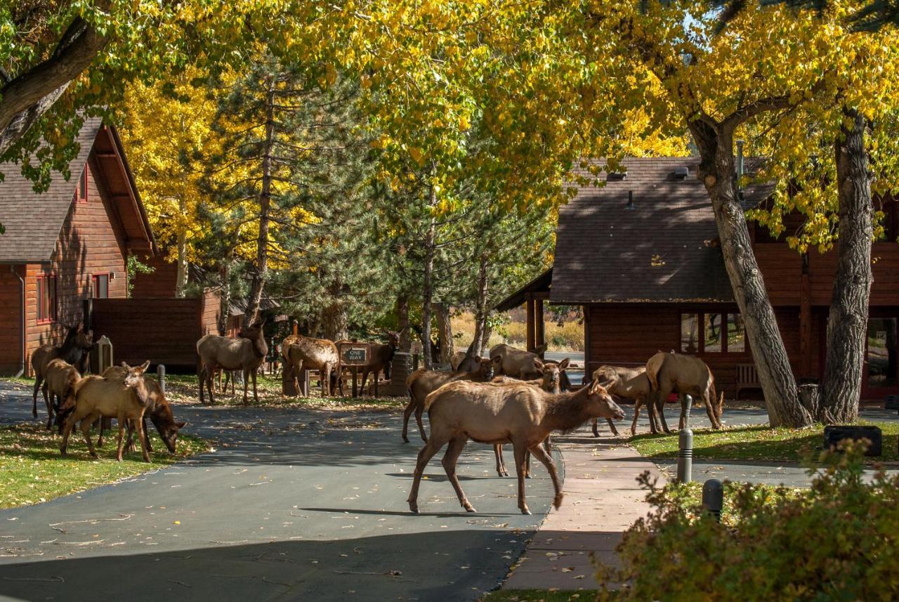 Rams Horn Village Resort 埃斯蒂斯帕克 外观 照片